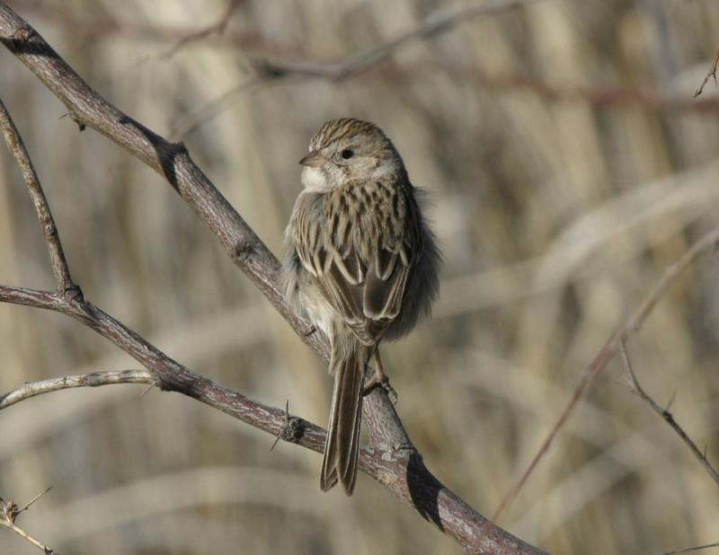 Brewers Sparrow-3-San Pedro House, AZ