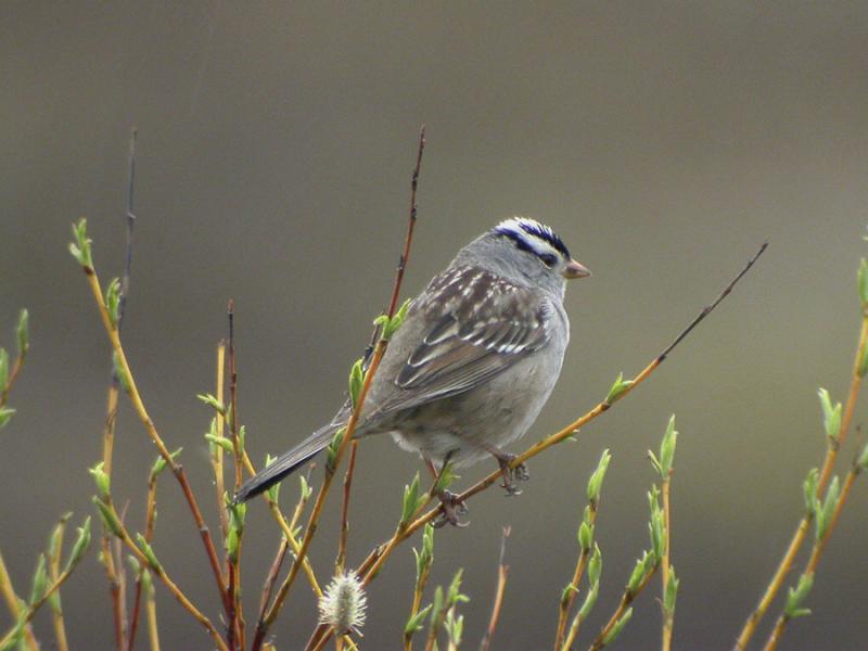 White-crowned Sparrow-3.jpg
