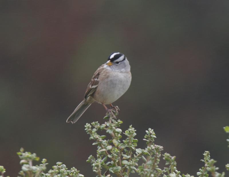 White-crowned Sparrow-5.jpg
