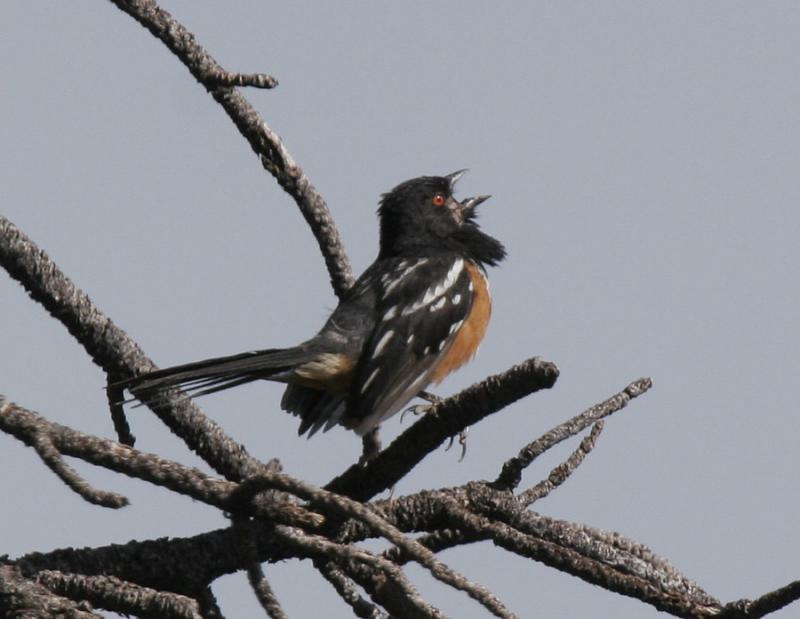 Spotted Towhee-1.jpg