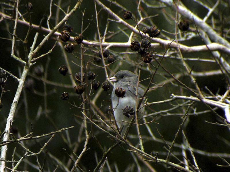 Dark-eyed Junco(Slate-colored)-2.jpg