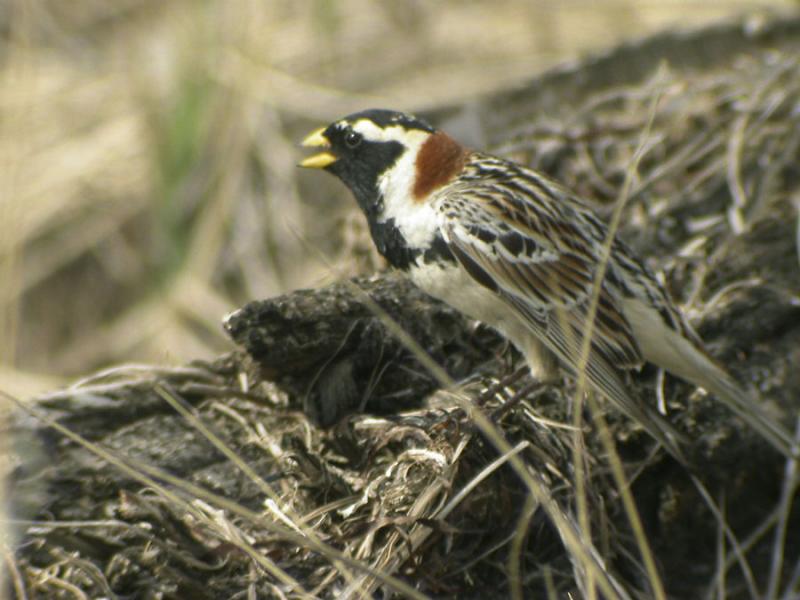 Lapland Longspur-2.jpg