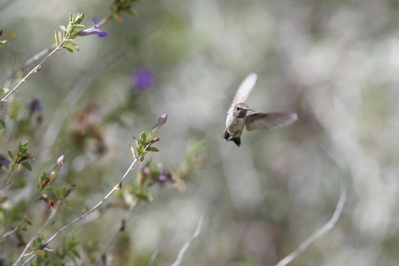 Annas Hummingbird-4.jpg