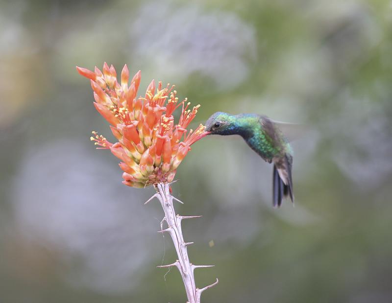 Broad-billed Hummingbird-3.jpg