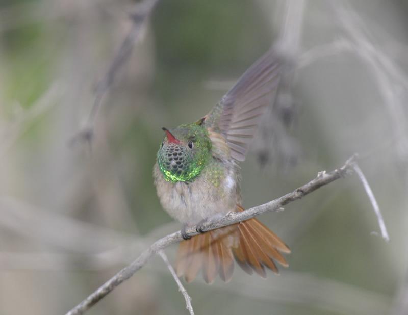 Buff-bellied Hummingbird-3.jpg