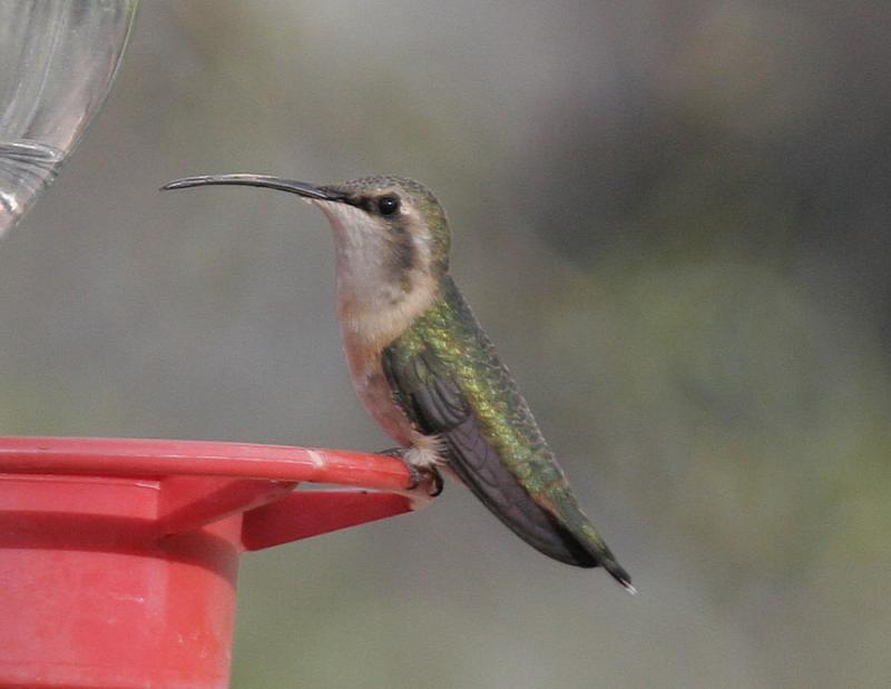 Lucifers Hummingbird-1.jpg