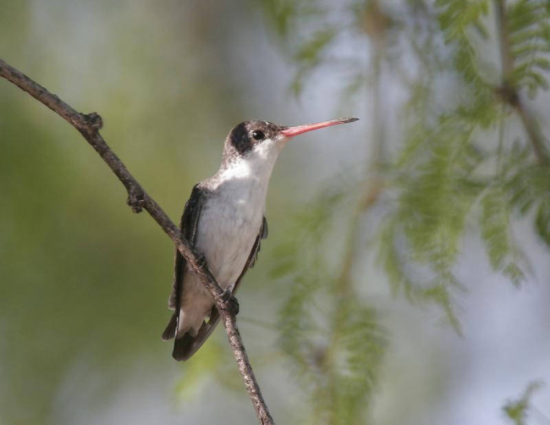 Violet-crowned Hummingbird-1.jpg