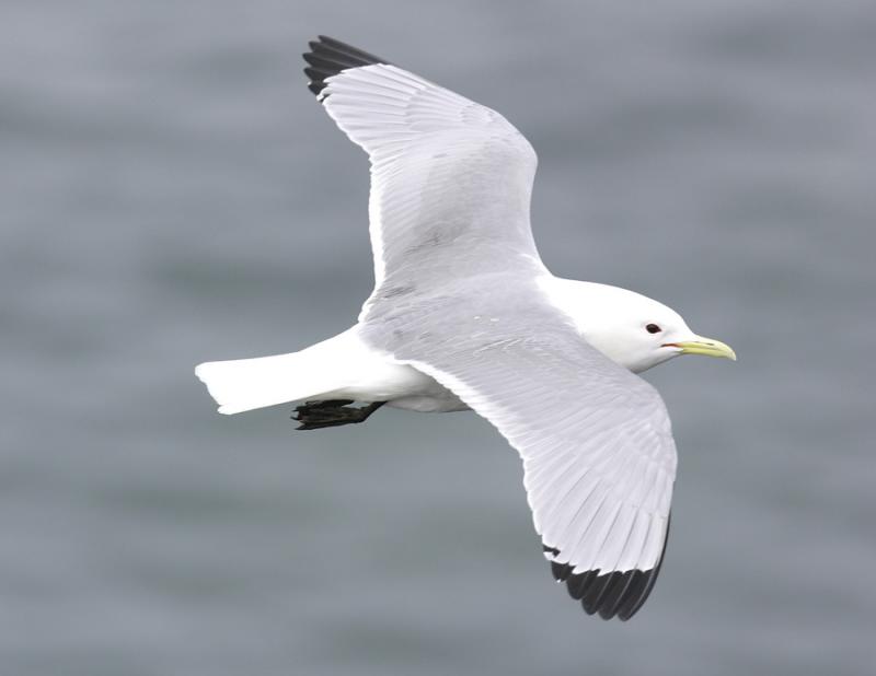 Black-legged Kittiwake-2.jpg