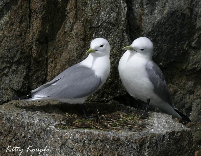 Black-legged Kittiwakes.jpg