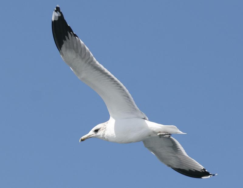 California Gull-1.jpg