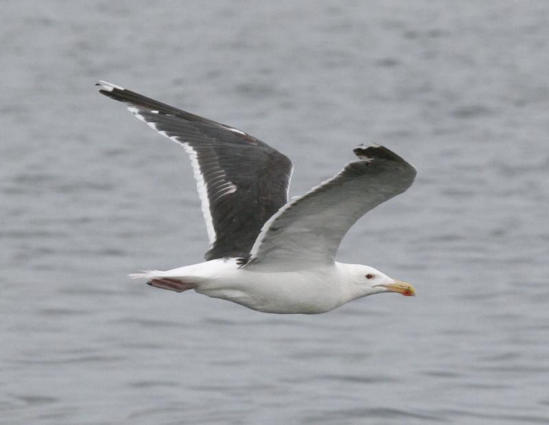 Greater Black-backed Gull-2.jpg