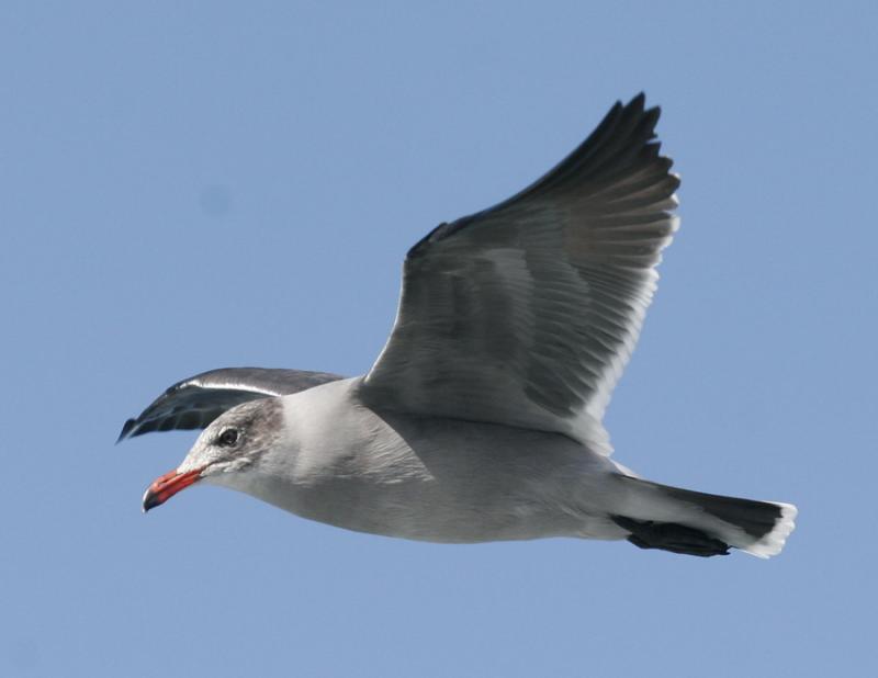 Heermanns Gull-2.jpg
