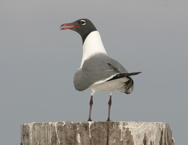 Laughing Gull-1.jpg