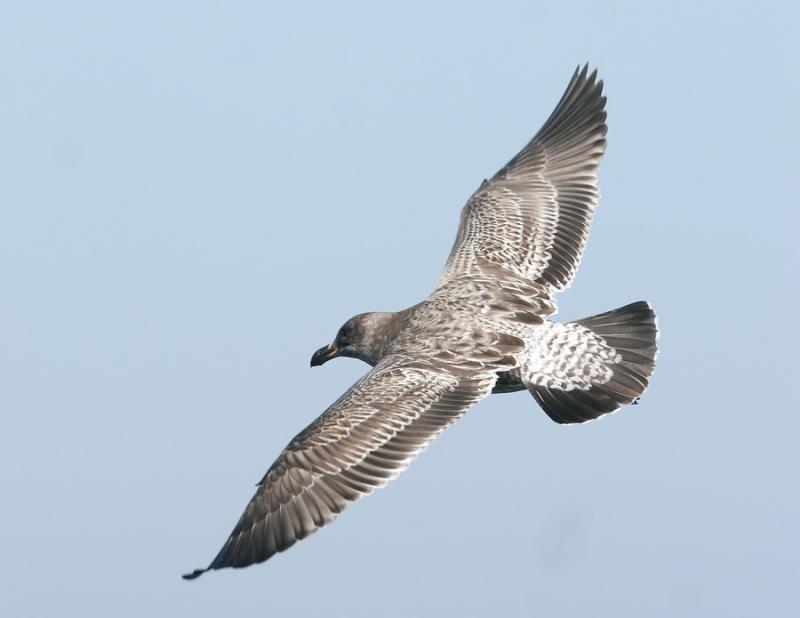 Western Gull-imm.