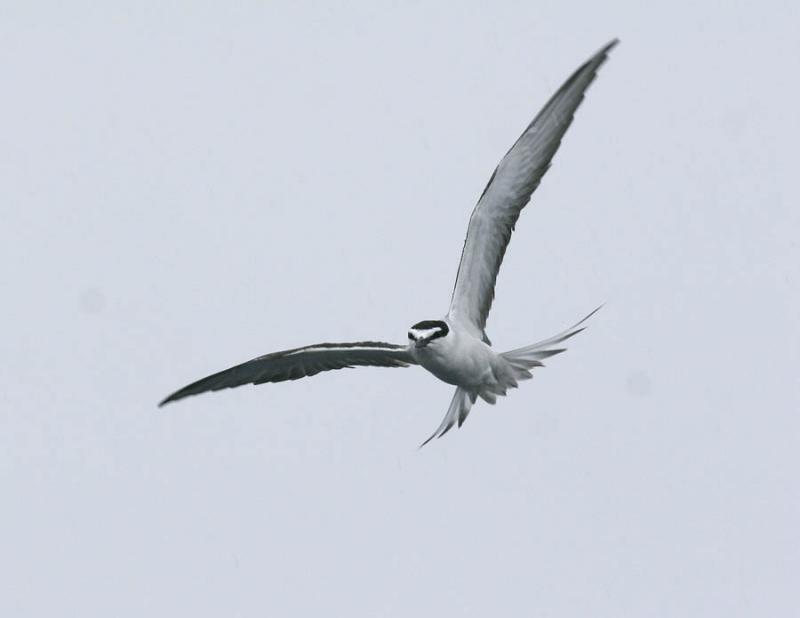 Bridled Tern-2.jpg