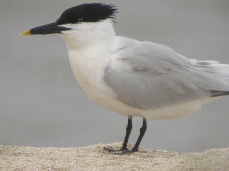 Sandwich Tern-4.jpg