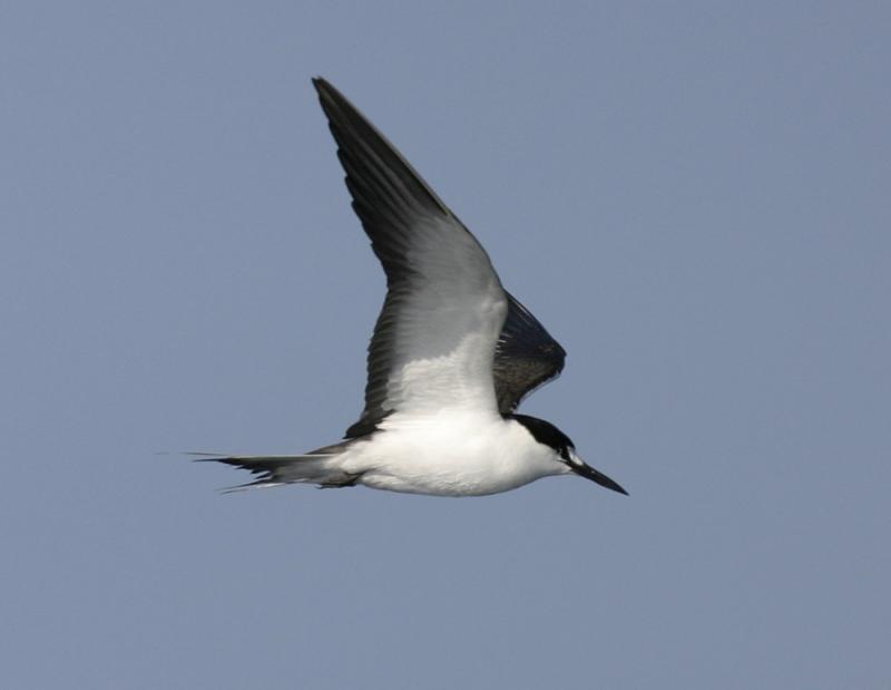 Sooty Tern-2.jpg