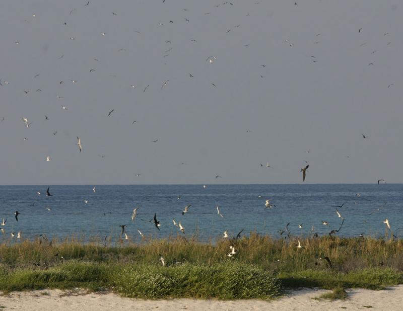 Sootys at Tortugas.jpg