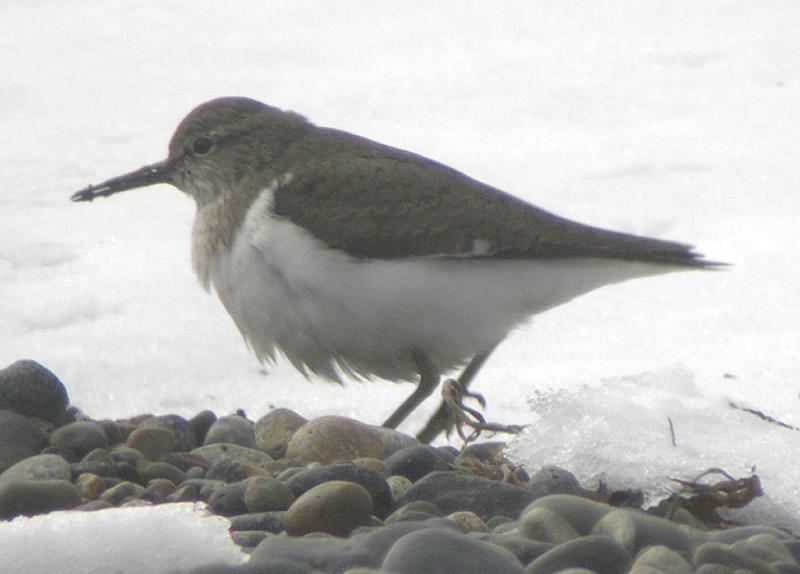 Common Sandpiper-2.jpg