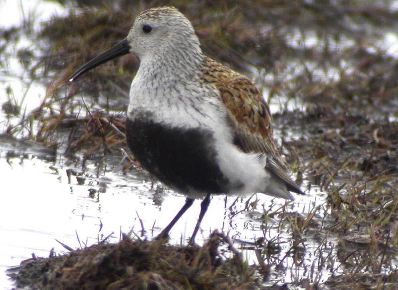 Dunlin-2.jpg