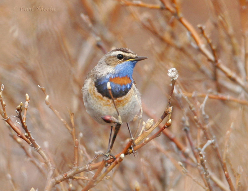 Bluethroat-4.jpg