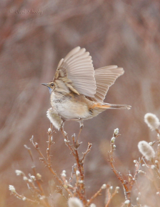 Bluethroat display.jpg