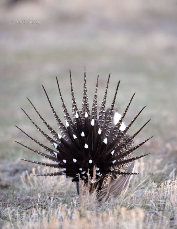 Greater Sage Grouse-3.jpg