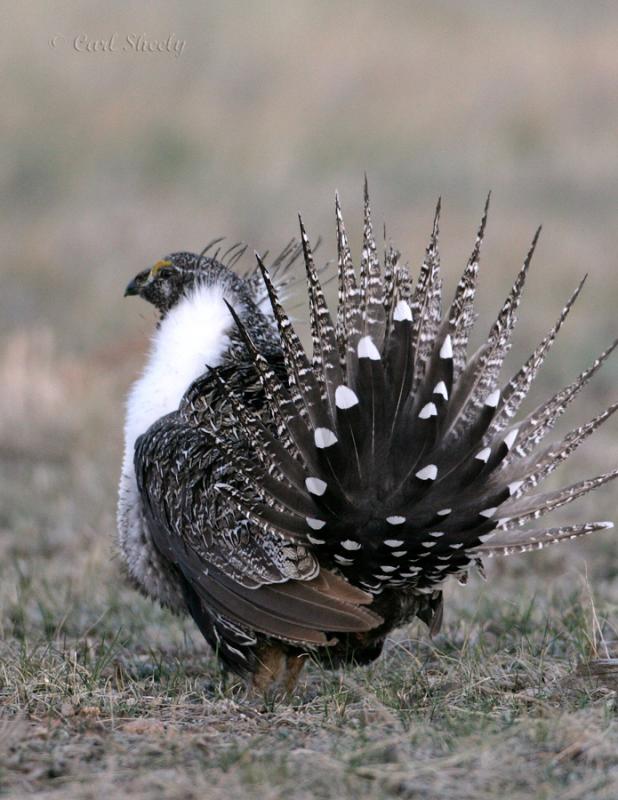 Greater Sage Grouse-4.jpg