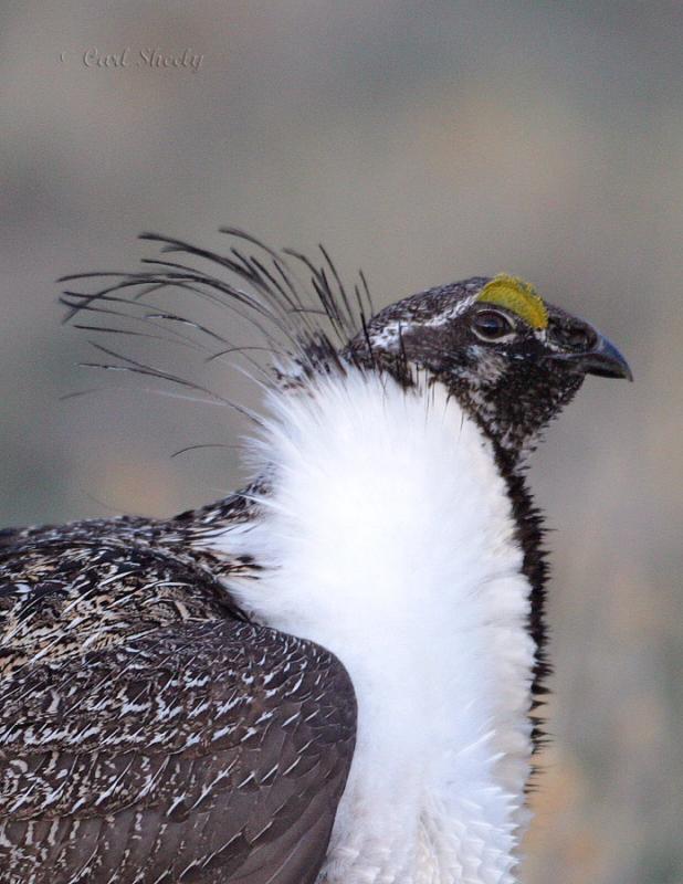 Greater sage Grouse-5.jpg
