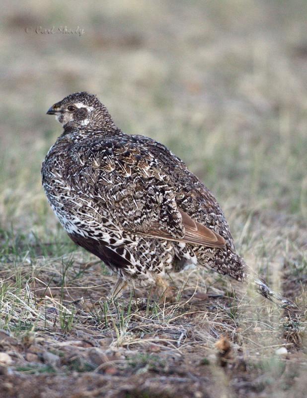 Greater Sage Grouse-8.jpg