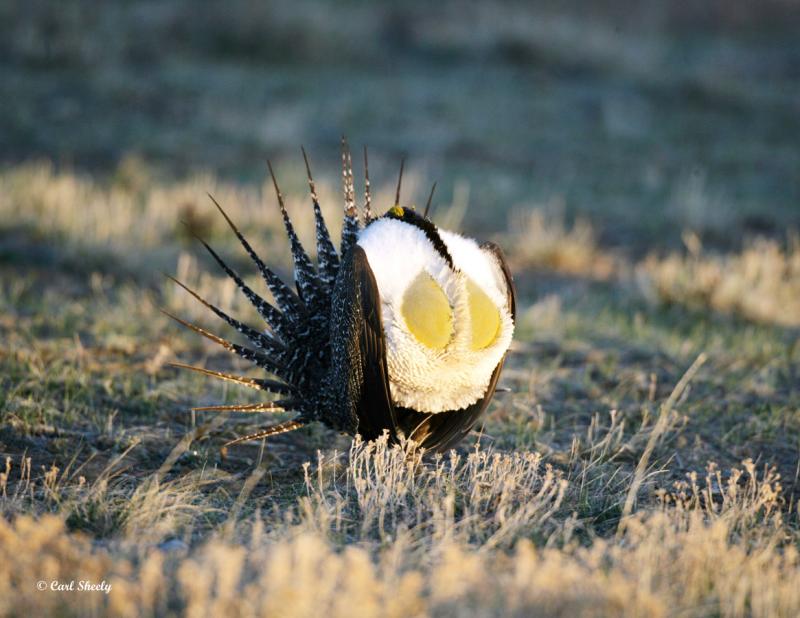 Greater Sage Grouse-9.jpg