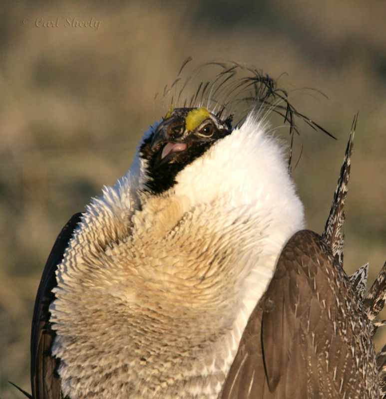 Greater Sage Grouse-14.jpg
