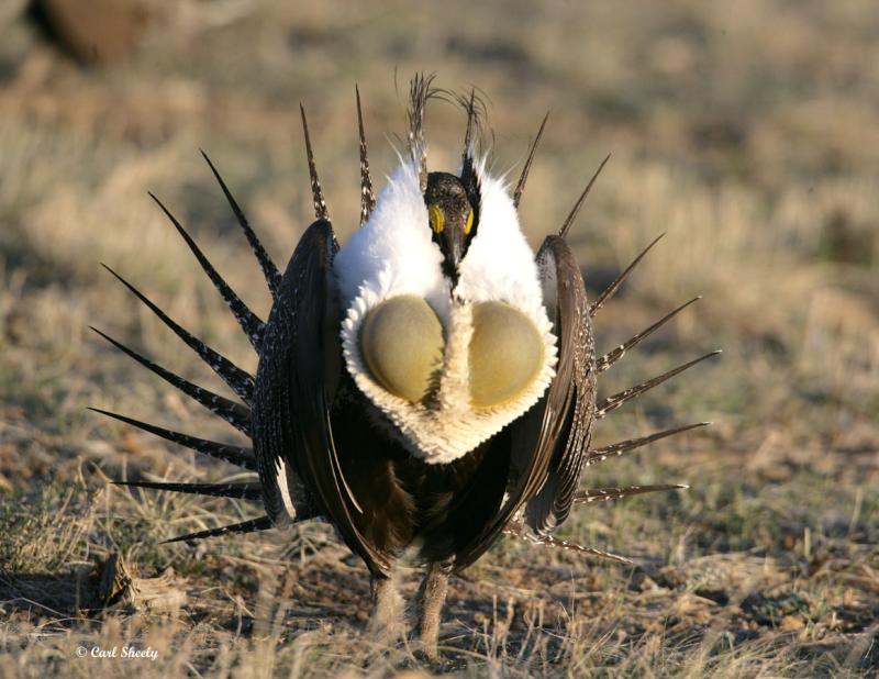 Greater Sage Grouse-18.jpg