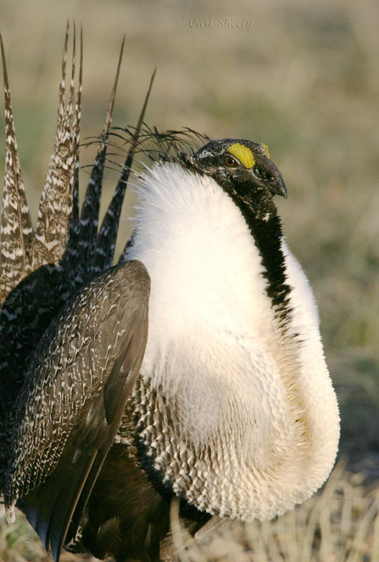 Greater Sage Grouse-21.jpg