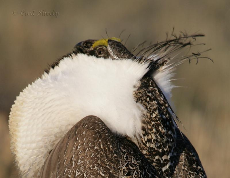 Greater Sage Grouse-22.jpg