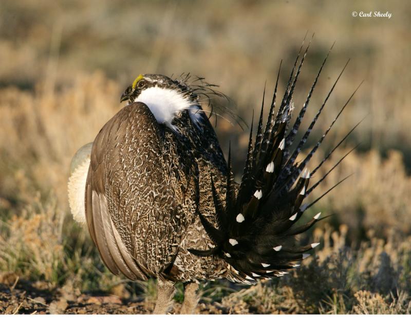 Greater Sage Grouse-23.jpg