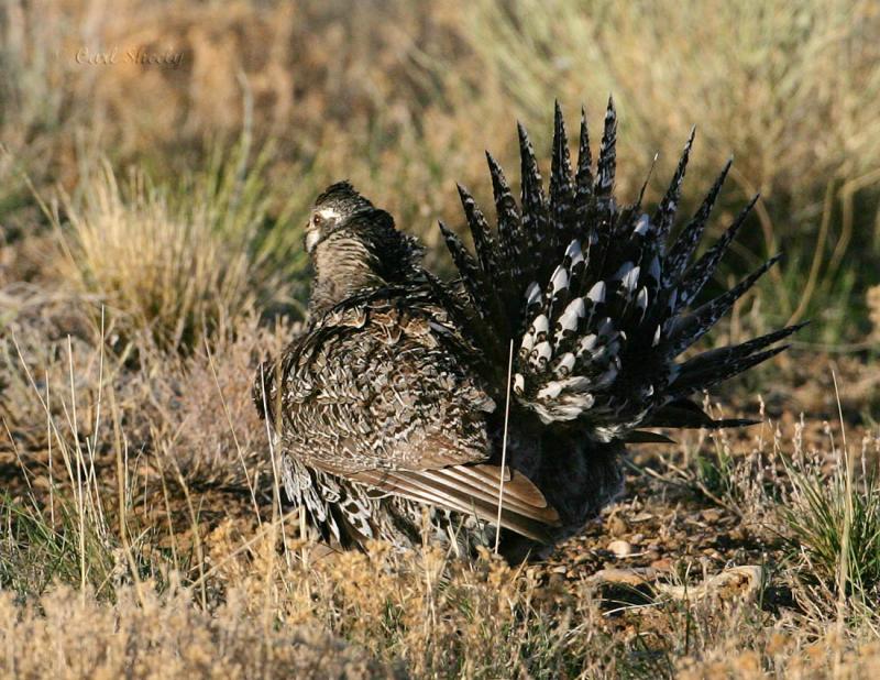 Greater sage grouse-27.jpg