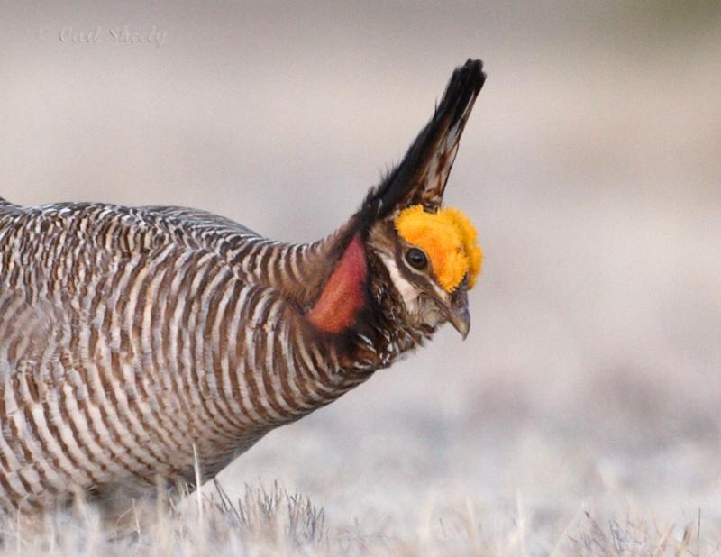 Lesser Prairie Chicken-3.jpg