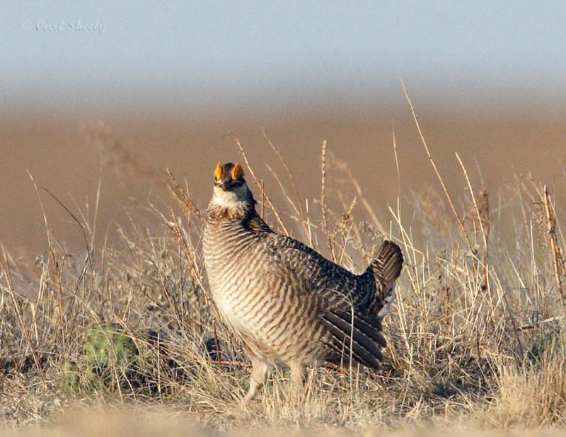Lesser Prairie Chicken-8.jpg