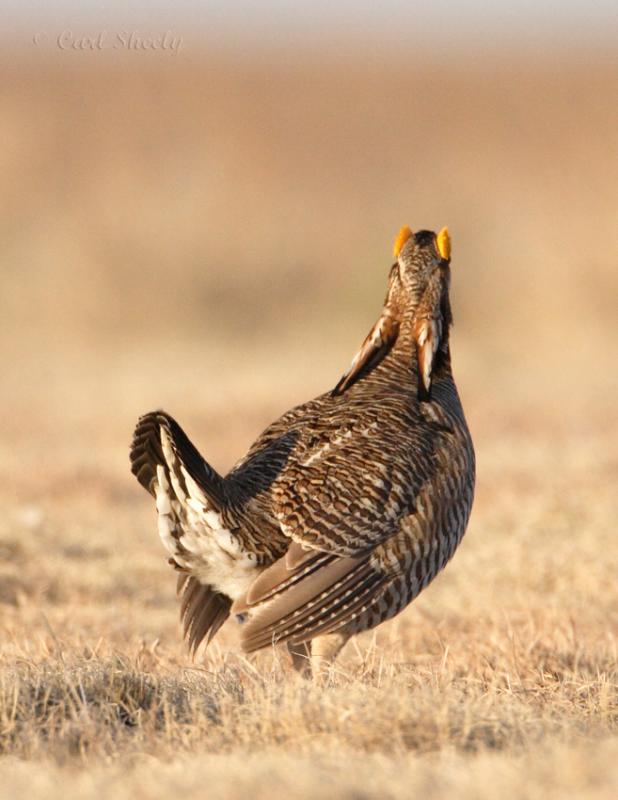 Lesser Prairie Chicken-11.jpg