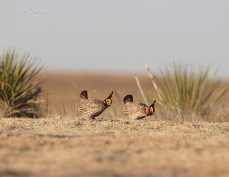 Lesser Prairie Chicken-14.jpg