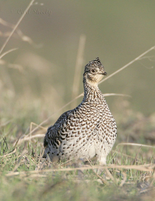 Sharp-tailed Grouse-2.jpg