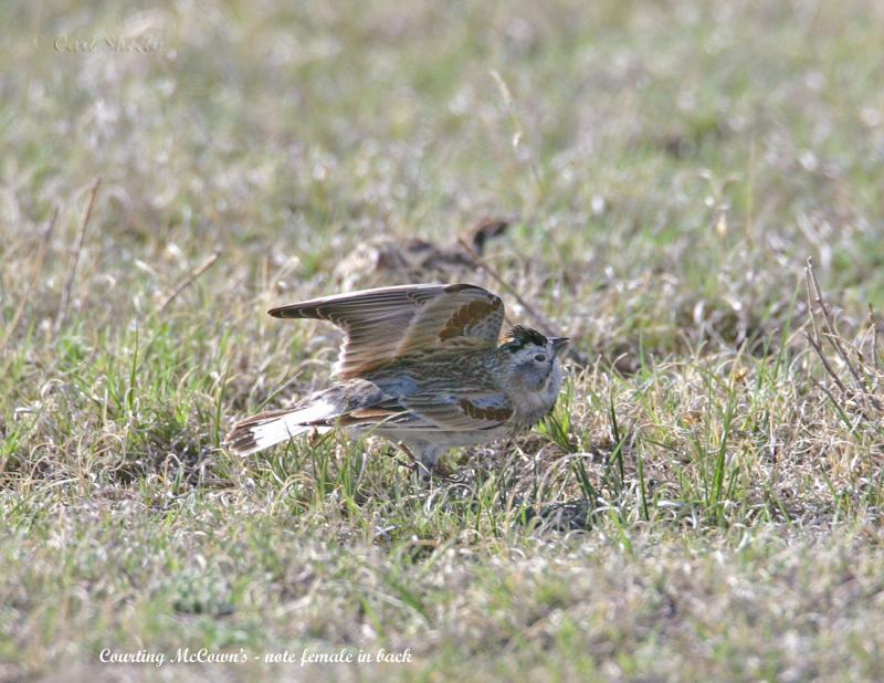 McCowns Longspur-2.jpg