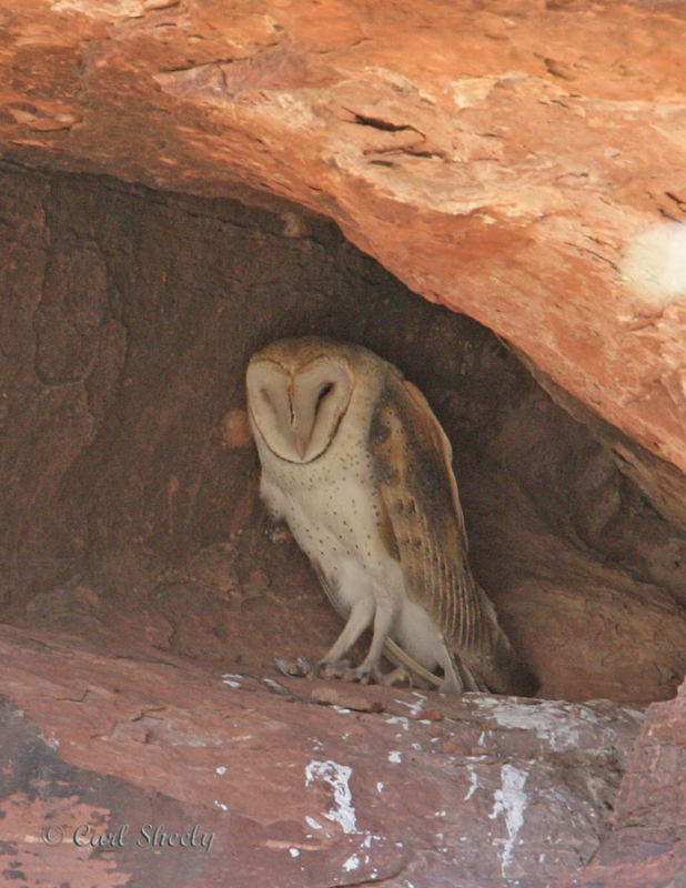 Barn Owl-2.jpg