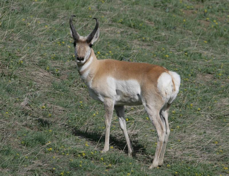 Pronghorn-1.jpg