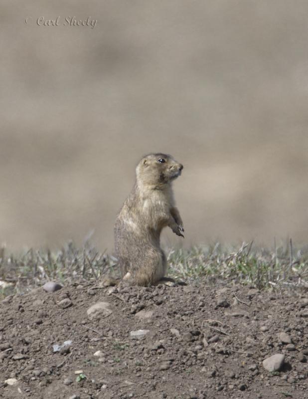 Black-tailed Prairiedog.jpg