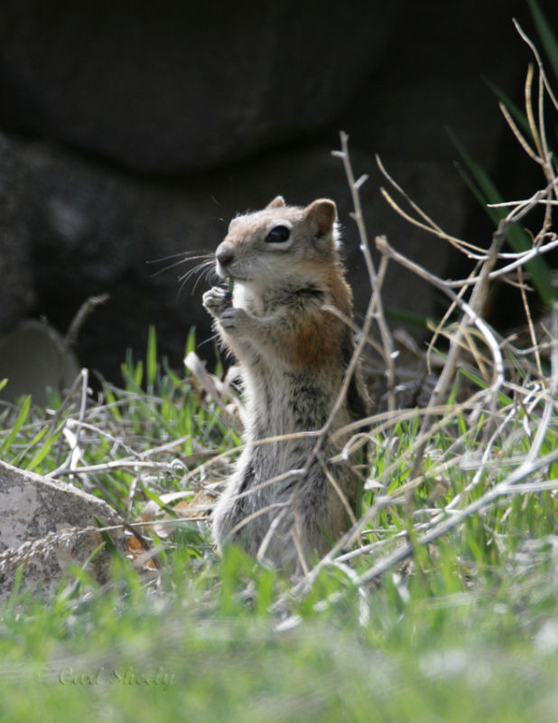 Golden-mantled Squirrel.jpg