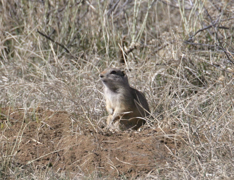 Wyoming Ground Squirrel.jpg