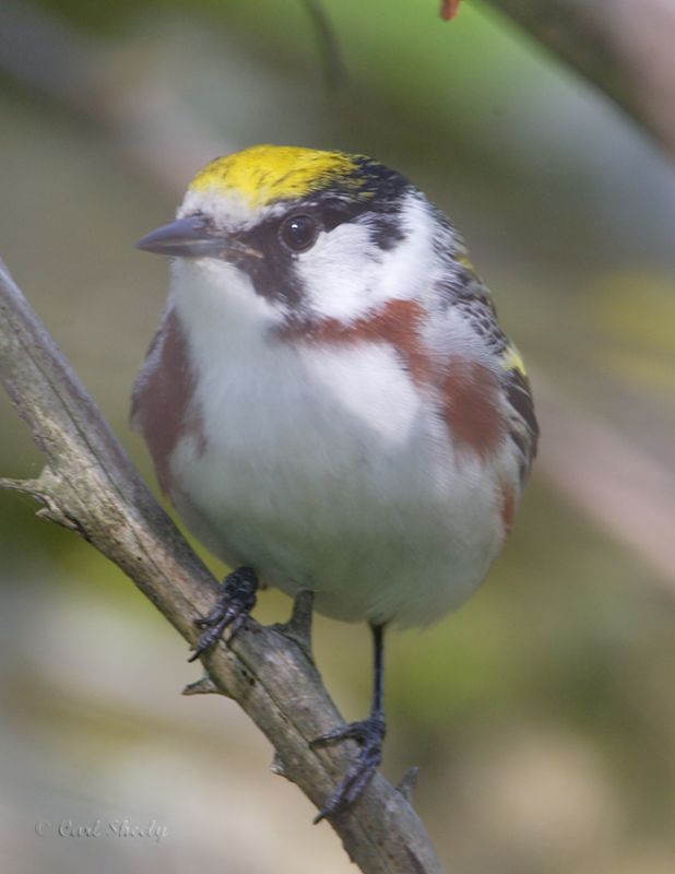Chestnut-sided Warbler.jpg