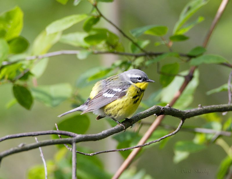 Magnolia Warbler-2.jpg